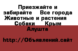 Приезжайте и забирайте. - Все города Животные и растения » Собаки   . Крым,Алушта